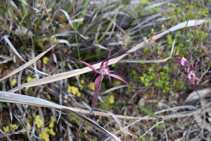 Caladenia erythronema Red spider orchid-0003.JPG